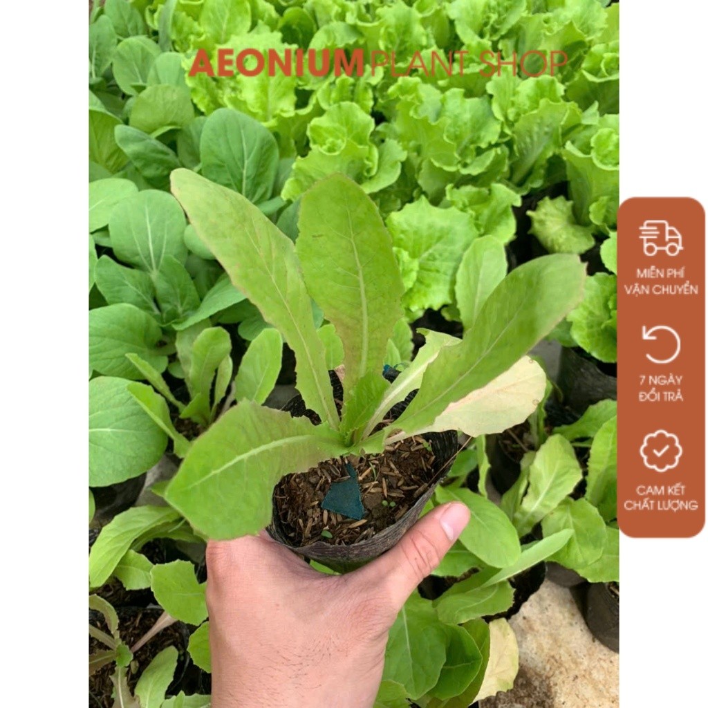 Cây Rau Tiến Vua - Rau Diếp Thơm, Cây giống bầu ổn định | Shopee Việt Nam