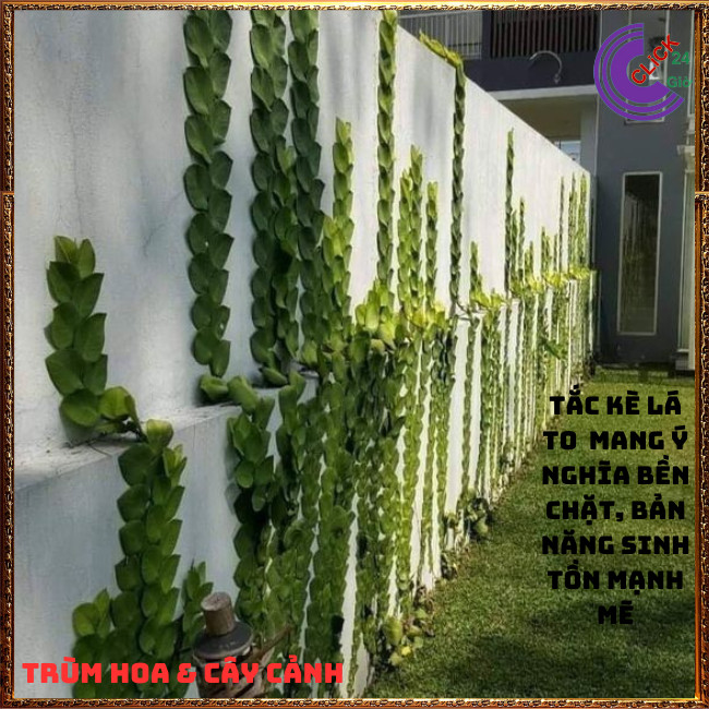 Chậu TẮC KÈ THÁI LÁ KHỔNG LỒ cao 60cm bám tườngđẹp và sang họ thằn lằn⏰TRÙM HOA VÀ CÂY CẢNH