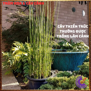 Chậu Cây Thiền Trúc cây cỏ tháp bút trồng làm hàng rào xua đuổi tà ma⌛ Siêu Thị Hoa Và Cây Giống