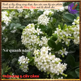 Cây nguyệt quế hoa thơm ngào ngạt nở hoa nở quanh năm xua đuổi tà khí️️🥁 MiMa market