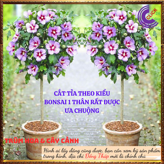 Hoa thiên quý tím cánh đơn siêu đẹp hoa lạ giống mới hoa dâm bụt mới⏰Hoa Mười Giờ Bonsai & Phụ Kiện