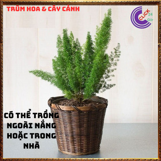 Chậu Cây Tùng Đuôi Chồn Để Bàn Cây Đuôi Cáo Cây Phát Tài Sung Túc️💄Siêu Thị Hoa