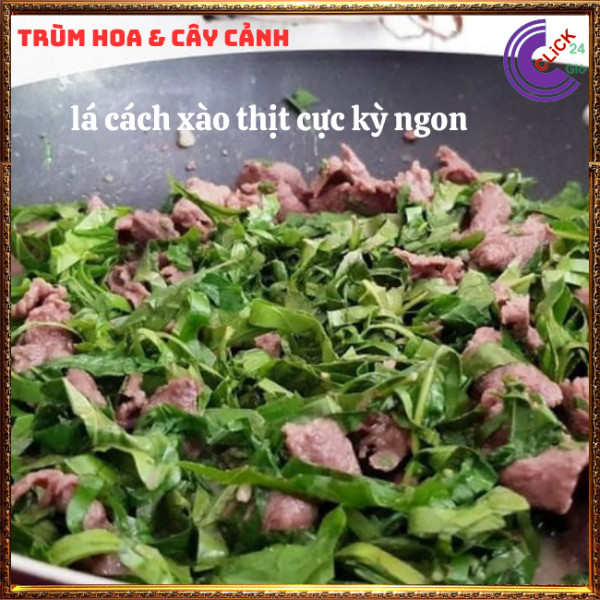 Chậu rau lá cách thơm ngon vừa là thảo dược ăn với bánh xèo thịt cuốn⏰Hoa Mười Giờ Bonsai & Phụ Kiện
