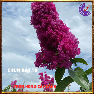 Chậu Hoa Bằng Lăng HỒNG Cao Gần 1 Mét Màu Mới Tuyệt Đẹp Hoa To🍈MiMa market