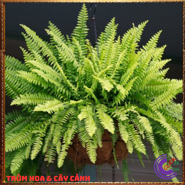 CÂY DƯƠNG XỈ LÁ ME TRANG TRÍ ĐẸP VỊ THUỐC HAY SỨC SỐNG MẠNH LIỆT⏰ Hoa Mười Giờ Bonsai & Phụ Kiện