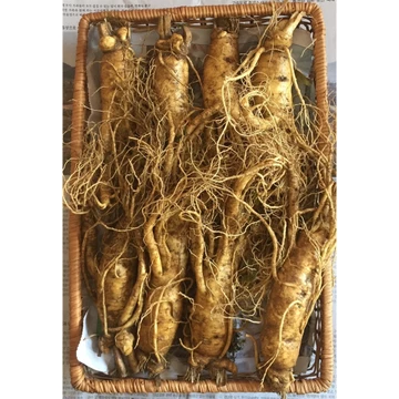 Nhân sâm tươi Hàn Quốc 6 năm 8 củ/kg nguyên rễ, sâm, sâm Hàn Quốc làm quà biếu, PP Sâm Yến Thái An