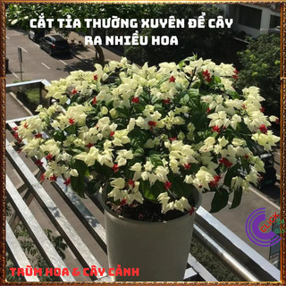 CHẬU HOA NGỌC NỮ TRẮNG SIÊU BÔNG DỄ TRỒNG KHÔNG SÂU BỆNH DỄ CHĂM 🕰 Yêu Nhà Yêu Hoa