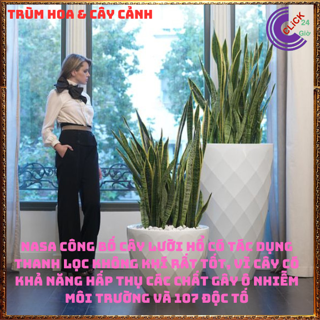 CHẬU CÂY LƯỠI HỔ CAO HƠN 50 CM CÓ NHIỀU CÂY LỚN KHỎE KHỬ ĐỘC TRỪ TÀ 🍇TRÙM HOA VÀ CÂY CẢNH