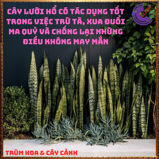 CHẬU CÂY LƯỠI HỔ CAO HƠN 50 CM CÓ NHIỀU CÂY LỚN KHỎE HẤP THỤ ĐỘC TỐ 🍇Hoa Mười Giờ Bonsai & Phụ Kiện