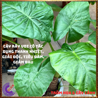 CHẬU CÂY RÁY VOI TRỒNG TRONG NHÀ MANG ĐIỀU MAY MẮN LỌC KHÔNG KHÍ ⏳Hoa Mười Giờ Bonsai & Phụ Kiện
