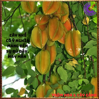 Chậu Cây Khế NGỌT Siêu Trái Cao 70 cm khỏe đẹp Nhiều dinh dưỡng🍈Siêu Thị Hoa Và Cây Giống