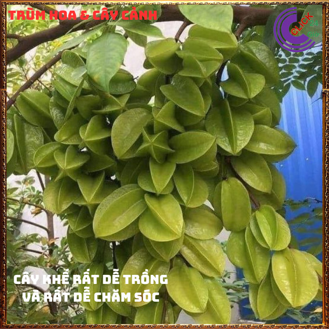 Chậu Cây Khế CHUA Siêu Trái Cao 70cm chế biến nhiều món ăn rất ngon🍈 ...