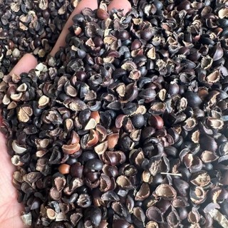 [HẠT TỰ THU] - Hạt giống rau ngót ta lá nhỏ, lên mầm 100%