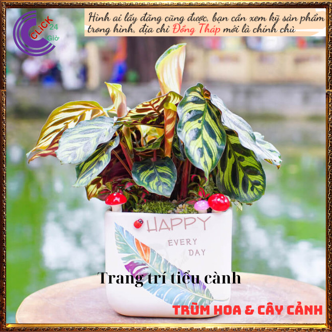 Cây đuôi công khổng tước cây trồng trong nhà lọc không khí siêu đỉnh ⏰ Hoa Mười Giờ Bonsai & Phụ Kiện