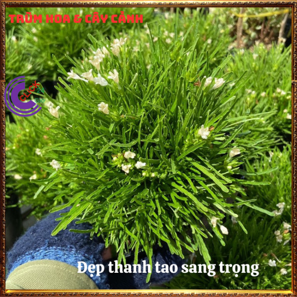 Cây Cỏ Mây Mỹ Siêu Cỏ Nền Xinh Xắn Đẹp Thanh Tao và Sang Trọng⏰ Hoa Mười Giờ Bonsai & Phụ Kiện
