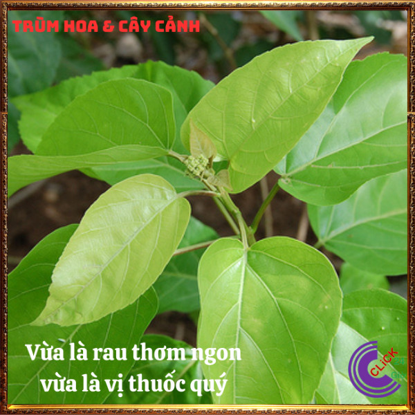 Chậu rau lá cách thơm ngon vừa là thảo dược ăn với bánh xèo thịt cuốn⏰Hoa Mười Giờ Bonsai & Phụ Kiện