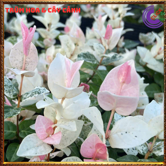 2 CHẬU THẰN LẰN CẨM THẠCH GIỐNG THÁI LEO TƯỜNG TRỒNG CHẬU SIÊU XINH⏰ TRÙM HOA VÀ CÂY CẢNH