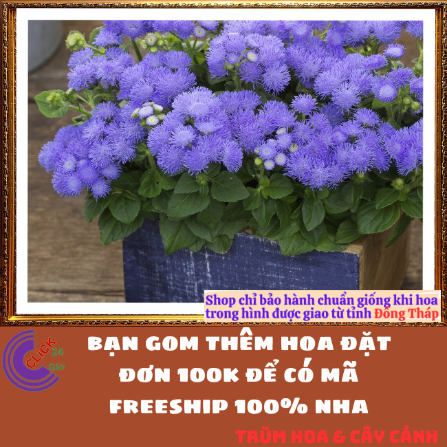 Chậu hoa CÚC LAM QUAN cúc sợi tím siêu đẹp dễ trồng nở quanh năm ⏰ Hoa Mười Giờ Bonsai & Phụ Kiện