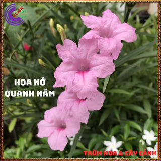 CHẬU HOA CHIỀU HỒNG NHẤT XINH HỒNG DẠ YẾN THẢO MEXICO NỞ QUANH NĂM️️🥁 MiMa market