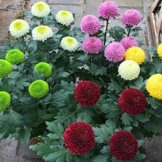 [NỞ 4 MÙA] - Hạt Giống Hoa Cúc Ping Pong Mix 15 màu Loại dễ trồng tỉ lệ nảy mầm 98%