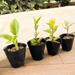 50 100 Chiếc Nhựa Hạt Giống Chậu Hạt Đen Trồng Túi Hoa Hộp Đựng Thoáng Khí Vườn Rau Chậu Trồng 100 cái phù hợp dùng cho gia đình căn hộ văn phòng và không gian nhỏ giúp sắp xếp làm sạch gọn gàng và sử dụng hằng ngày tiện lợi