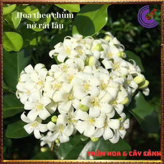 Cây nguyệt quế hoa thơm ngát nở xua đuổi tà khí mang lại tiền tài 💍 SHOP PP ONLINE CLICK 24 GIỜ
