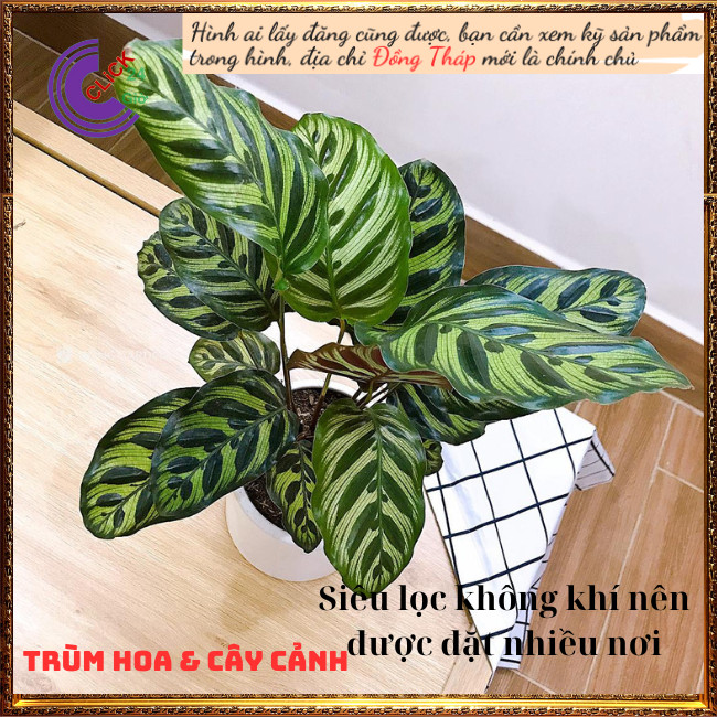 Cây đuôi công khổng tước cây trồng trong nhà lọc không khí siêu đỉnh ⏰ Hoa Mười Giờ Bonsai & Phụ Kiện