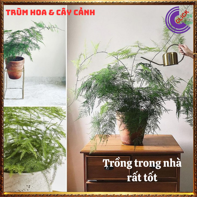 Chậu cây kim thủy tùng trồng trong nhà cây phong thủy để bàn làm việc⏰ TRÙM HOA VÀ CÂY CẢNH