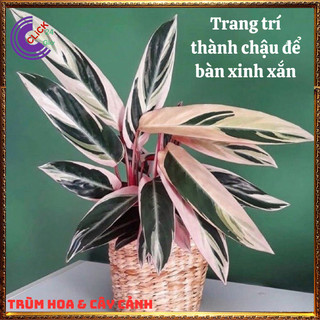 Chậu Hồng Quân Tử Cây Trồng Trong Nhà Cây Hồng Yến Màu Siêu Đẹp ️️🥁 MiMa market