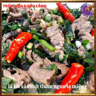 Chậu rau lá lốt hương vị thơm ngon dược liệu quý dùng nhiều cần trồng ️️🥁MiMa market