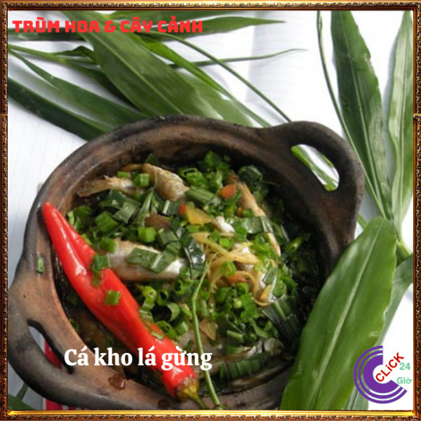 Chậu gừng trồng lấy củ và lá để ăn rất ngon thần dược mỗi nhà nên có⏰TRÙM HOA VÀ CÂY CẢNH