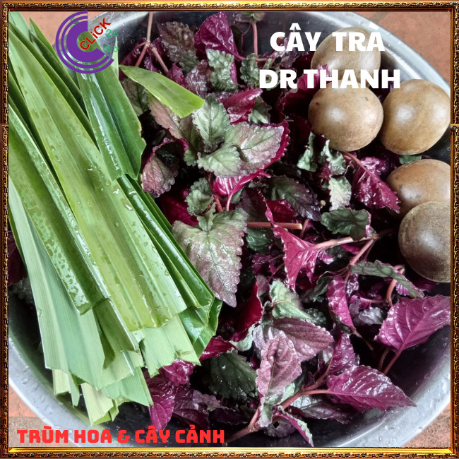 2 CHẬU CÂY TRÀ DR THANH THƠM NGON GIẢI ĐỘC BÁN TỰ CẢNH DỄ TRỒNG⏰TRÙM HOA VÀ CÂY CẢNH