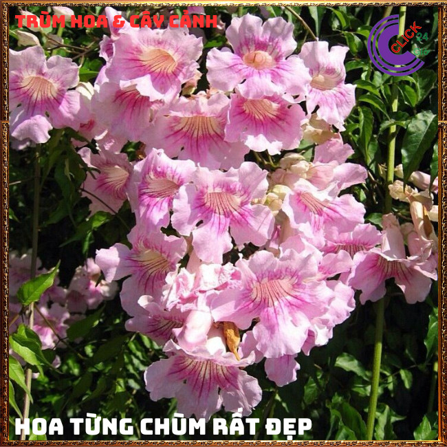 Chậu cây HỒNG THIÊN HƯƠNG dây leo hoa thơm nở quanh năm dễ trồng ⏰TRÙM HOA VÀ CÂY CẢNH