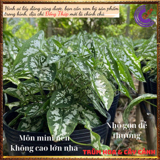 2 Chậu Môn Đốm Trắng Mini Chậu Giao có nhiều cây con, tách ra rất hời⌛ Siêu Thị Hoa Và Cây Giống
