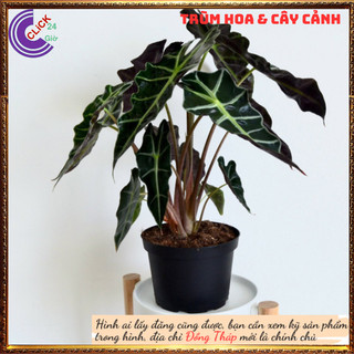 Cây trầu bà quan âm lá hình tim siêu cuốn hút mang đến điều tốt lành💍 SHOP PP ONLINE CLICK 24 GIỜ
