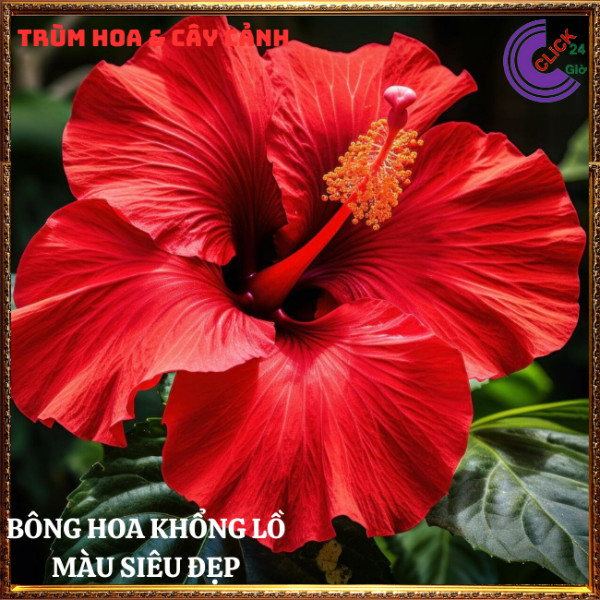 Chậu hoa râm bụt màu đỏ cánh đơn bông bụp thái đại hồng hoa cẩm quỳ to⏰TRÙM HOA VÀ CÂY CẢNH