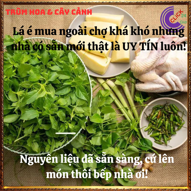 Chậu rau lá é đặc sản thơm ngon và là thần dược của cơ thể ⏰Hoa Mười Giờ Bonsai & Phụ Kiện