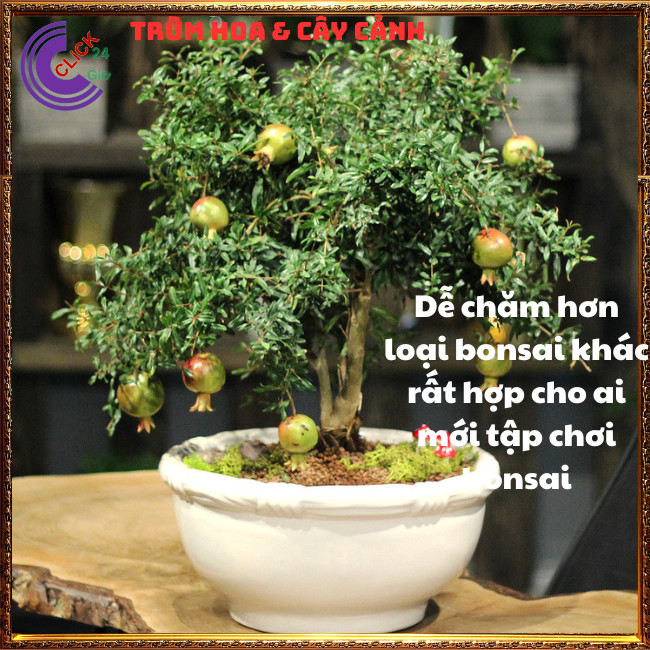Cây Lựu Kiểng Mini Làm Bonsai Giao Cây Nguyên Bản Chưa Uốn⏰ Hoa Mười Giờ Bonsai & Phụ Kiện