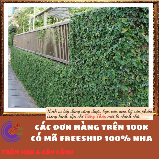 2 CHẬU THẰN LẰN DÂY LEO BÁM TƯỜNG VẢY ỐC TRÂU HỔ KHỎE MẠNH⏰TRÙM HOA VÀ CÂY CẢNH