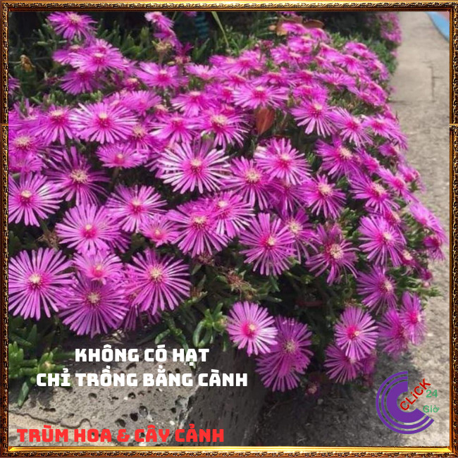 CÂY HOA MƯỜI GIỜ HÀN QUỐC ĐẸP LẠ SIÊU CƯNG NỞ CẢ NGÀY⏰TRÙM HOA VÀ CÂY CẢNH