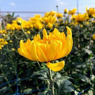 [TRỒNG 4 MÙA] - Hạt giống hoa cúc vàng, cúc dại đóa bông to - trồng Cắt Bông
