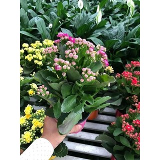 [NỞ 4 MÙA] - Hạt giống hoa sống đời KÉP mix nhiều màu