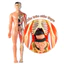 Mô Hình Lắp Ghép Giải Phẫu Cơ Thể Người Có Thể Tháo Rời Xếp hình cơ thể 3D có thể tháo rời，Giảng dạy