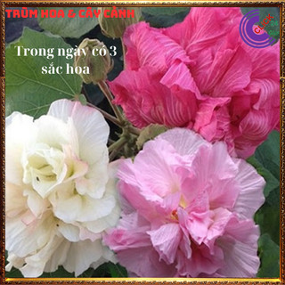 Cây hoa mộc liên phù dung 1 bông đổi 3 sắc hoa trong 1 ngày hoa lạ mắt️💄Siêu Thị Hoa