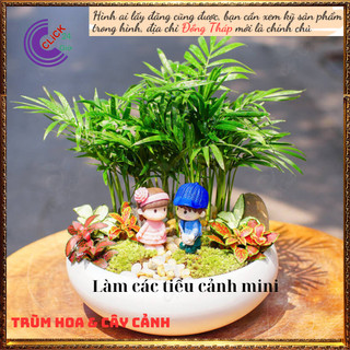 Chậu Cau tiểu trâm nhiều con cây văn phòng giúp hút tia điện tử ️️🥁 MiMa market