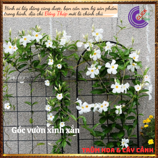 Chậu hoa tuyết anh trắng tinh khôi hoa trang đài trắng tuyệt đẹp⏰ Hoa Mười Giờ Bonsai & Phụ Kiện