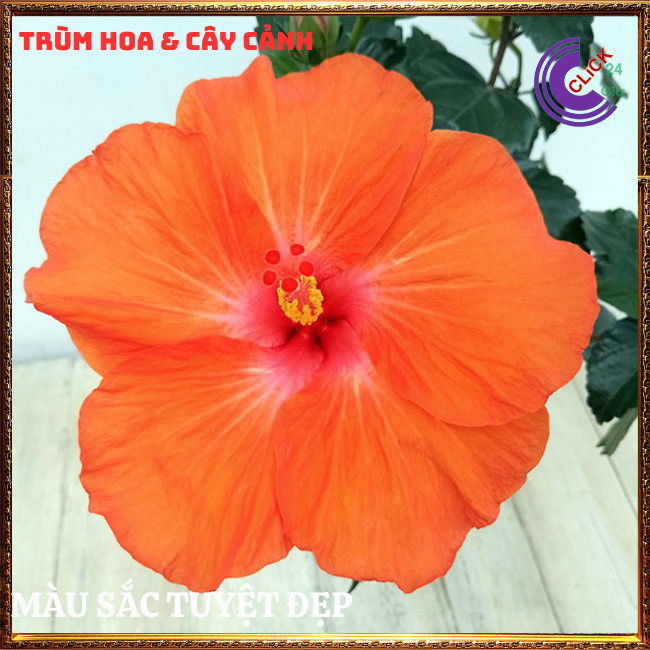 Cây hoa dâm bụt Cam cánh đơn bông bụp thái đại hồng hoa cẩm quỳ to⏰Hoa Mười Giờ Bonsai & Phụ Kiện