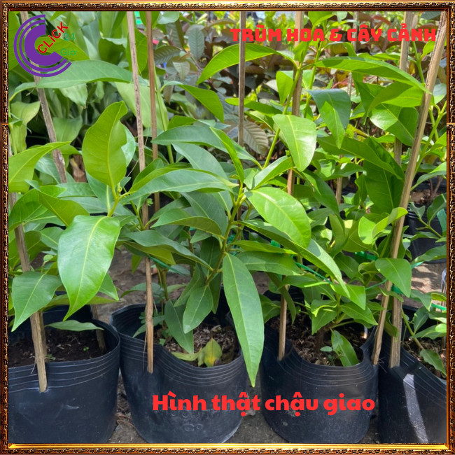 CHẬU LÁ VỐI NẾP NẤU NƯỚC TRÀ DƯỢC LIỆU NHIỀU CÔNG DỤNG TUYỆT VỜI ⏰ Hoa Mười Giờ Bonsai & Phụ Kiện