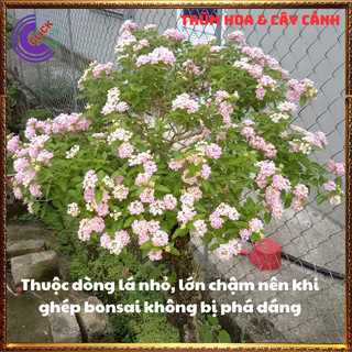 CÂY NGŨ SẮC HỒNG PHA LÊ TRỌN BỘ SƯU TẬP 50 MÀU TRÂM ỔI THƠM NGÁT ️💎 Siêu Thị Hoa