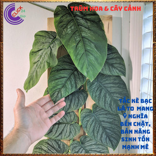 Cây TẮC KÈ BẠC LÁ TO dây leo tường đẹp như tranh vẽ 60cm họ thằn lằn️💄Siêu Thị Hoa